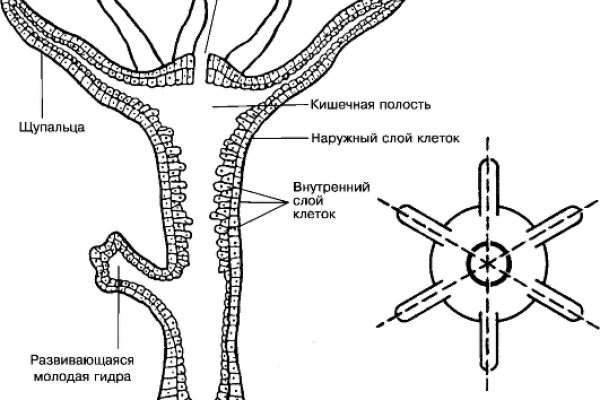 Как вывести деньги с kraken