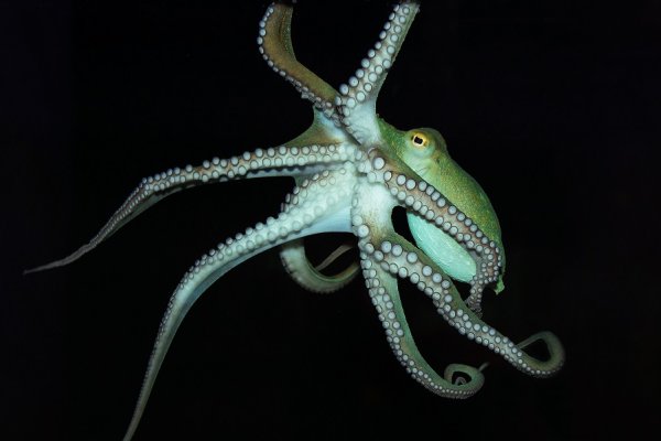 Kraken ссылка kraken torion